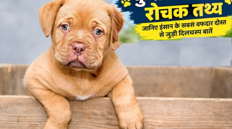 कुत्तों के बारे में रोचक तथ्य, कुत्ते के रोचक तथ्य, कुत्तों के बारे में तथ्य, कुत्ते के बारे में जानकारी, कुत्ते की खासियत, कुत्ता कितना समझदार होता है, कुत्ते की सूंघने की शक्ति, कुत्ते की सुनने की क्षमता, dog facts in hindi, interesting facts about dogs in hindi, dog interesting facts, कुत्ते से जुड़े तथ्य, कुत्तों की जानकारी, कुत्ते के बारे में मजेदार तथ्य