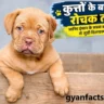 कुत्तों के बारे में रोचक तथ्य, कुत्ते के रोचक तथ्य, कुत्तों के बारे में तथ्य, कुत्ते के बारे में जानकारी, कुत्ते की खासियत, कुत्ता कितना समझदार होता है, कुत्ते की सूंघने की शक्ति, कुत्ते की सुनने की क्षमता, dog facts in hindi, interesting facts about dogs in hindi, dog interesting facts, कुत्ते से जुड़े तथ्य, कुत्तों की जानकारी, कुत्ते के बारे में मजेदार तथ्य